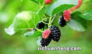 桑葚施什么肥什么时候施肥 桑葚施肥方法和注意事项