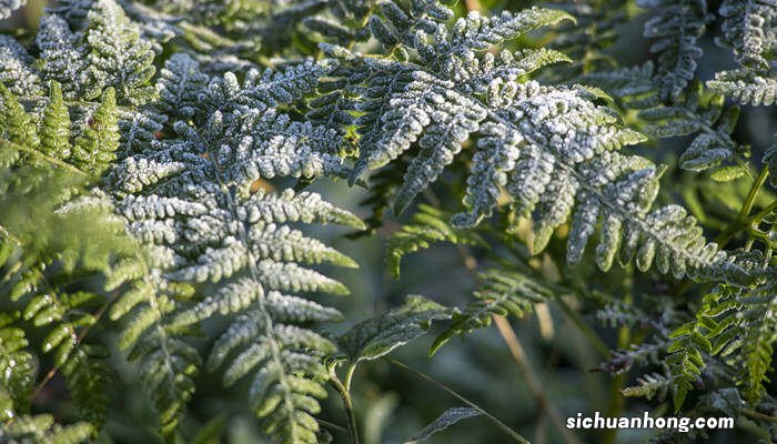 金毛狗蕨类植物怎么养 金毛狗蕨类植物的药用价值