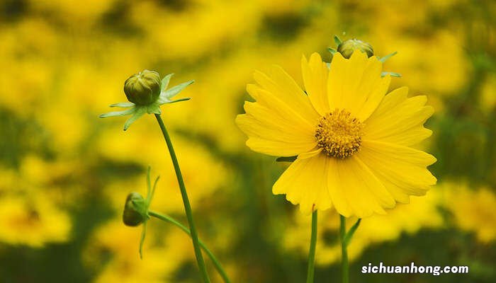 本土一枝黄花加拿大一只黄花区别
