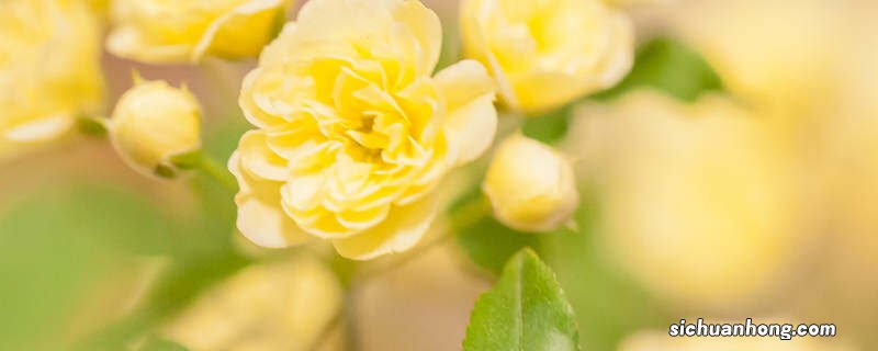 本土一枝黄花加拿大一只黄花区别