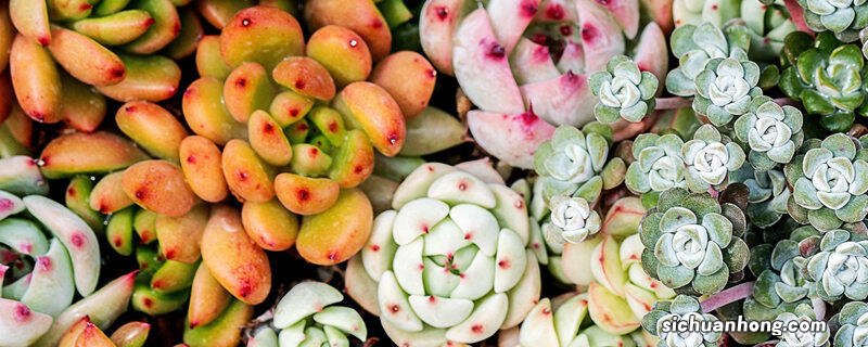 一根九尾狐可以爆盆吗为什么 一根九尾狐可以爆盆吗