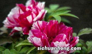 孕妇梦见牡丹花是什么意思 孕妇梦见牡丹花开是什么预兆
