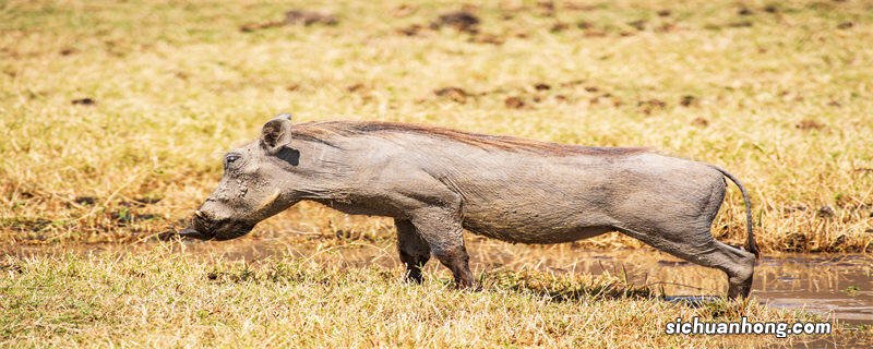 猪瘟多少天能自行消失 非洲猪瘟潜伏期多久