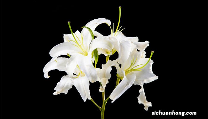 百合怎么养花期更长 百合怎么养