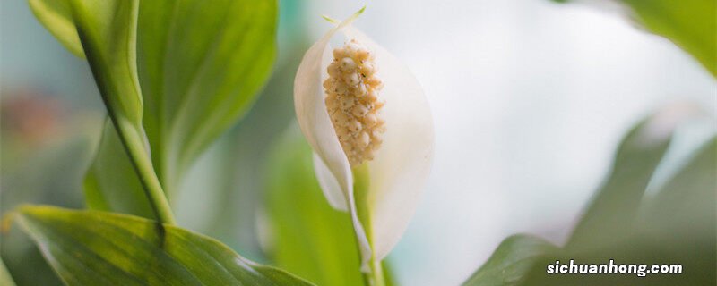 客厅喜阴最好养的大植物 比绿萝还好养的植物