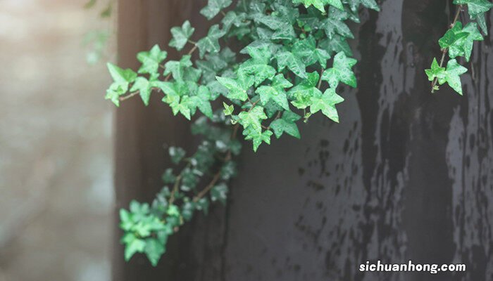 客厅喜阴最好养的大植物 比绿萝还好养的植物