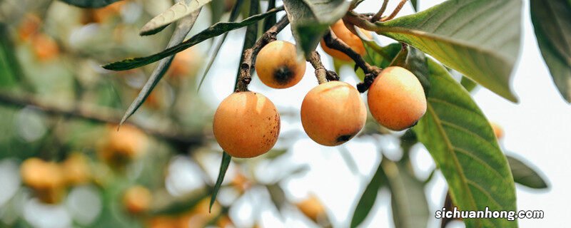 枇杷的生长过程记录图 枇杷的生长过程