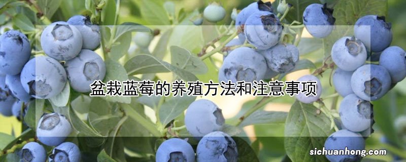 盆栽蓝莓的养殖方法和注意事项