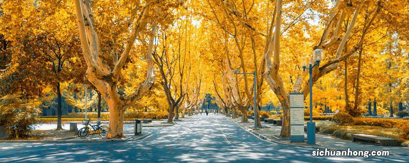 剪秋罗长什么样子 剪秋罗长什么样