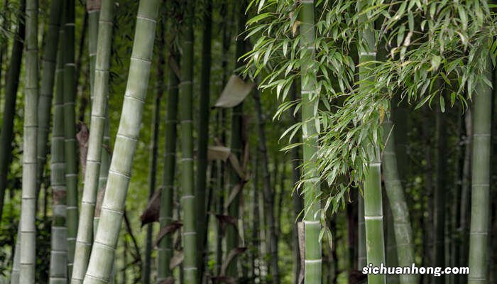 竹子怎么快速变枣红色呢 竹子怎么快速变枣红色