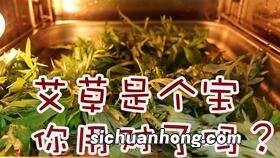 做青团的爱的艾草什么样子