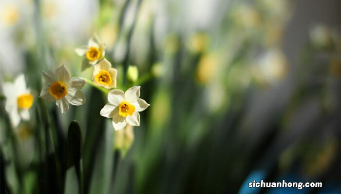 花朵的变化过程 花朵的变化