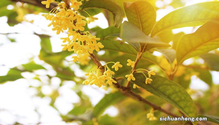 桂花的资料及特点介绍 桂花的资料及介绍说明