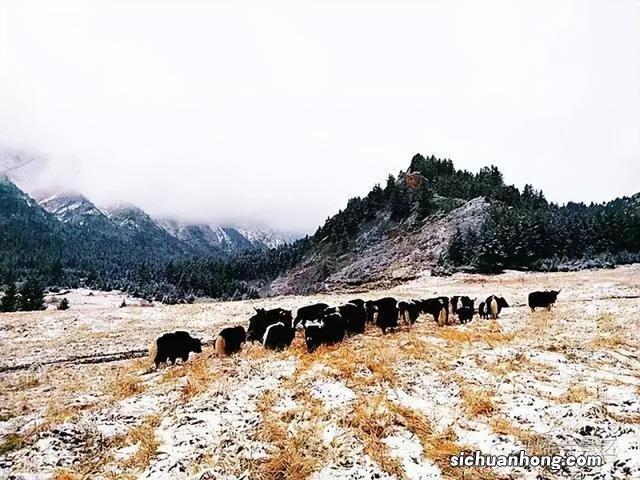 冬雪落下的刹那，张掖美成了童话！