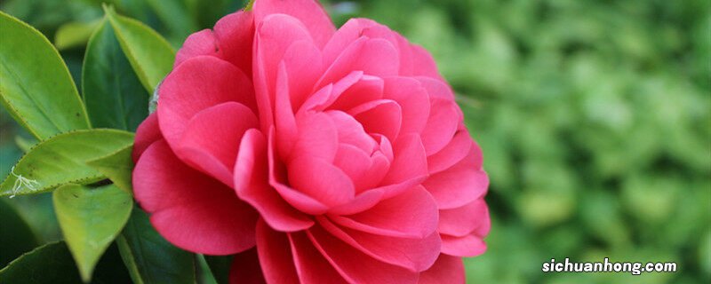 茶花怎么扦插生根快什么季节 茶花怎么扦插生根快