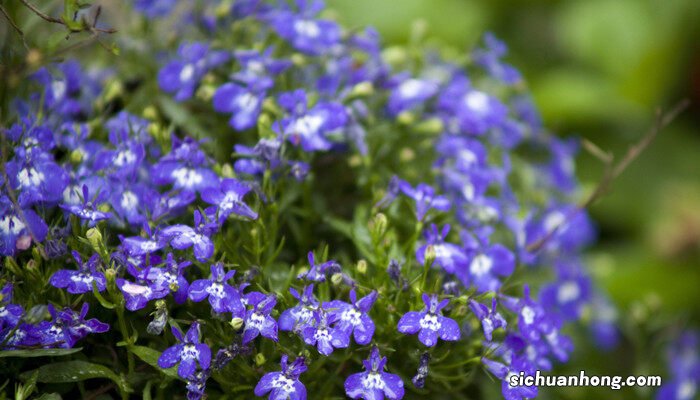 满天星花怎么养家庭养法 满天星花怎么养