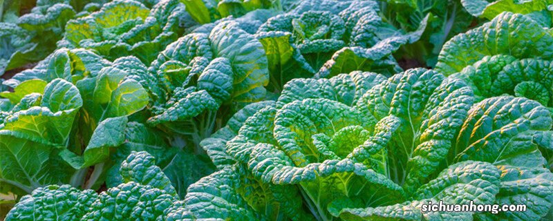 大白菜种晚了怎么办呢 大白菜种晚了怎么办