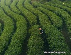 泰安都有什么茶叶