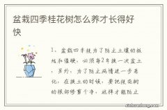 盆栽四季桂花树怎么养才长得好快