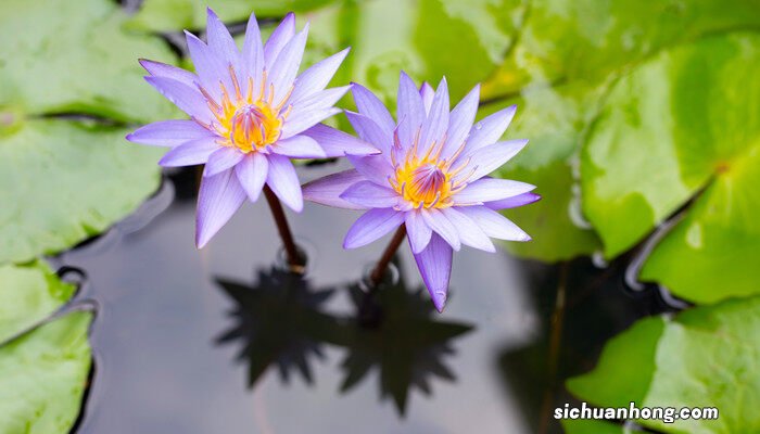 碗莲种植方法和时间 碗莲种植方法