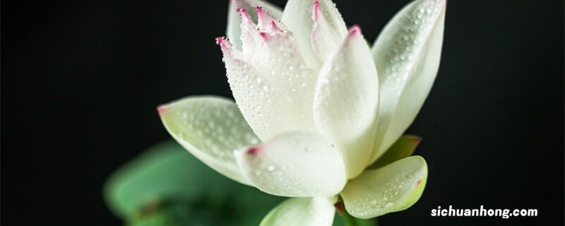 碗莲种植方法和时间 碗莲种植方法