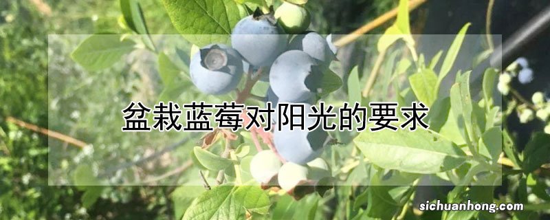 盆栽蓝莓对阳光的要求