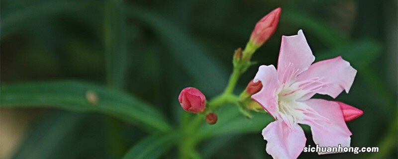 轮生叶序的植物有哪些科 轮生叶序的植物有哪些