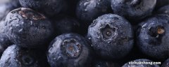 甜蜜蜜蓝莓适合在什么地方种植 蓝莓适合在什么地方种植