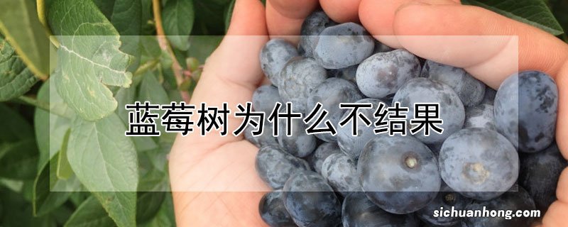 蓝莓树为什么不结果