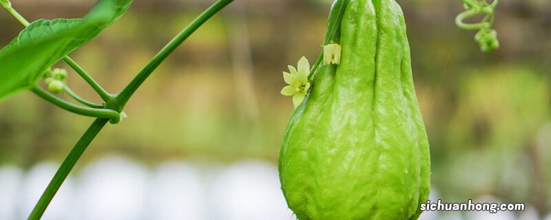 佛手瓜怎样种植发芽视频 佛手瓜怎样种植