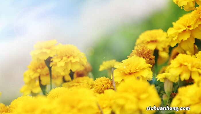 一只黄花是什么植物图片 一只黄花是什么植物
