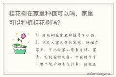 桂花树在家里种植可以吗，家里可以种植桂花树吗?