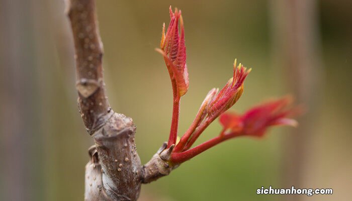 未来10大暴利种植 四季香椿的种植方法