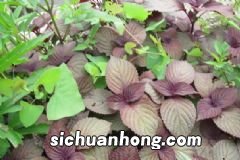 如何吃水果更健康?吃水果有哪些注意事项呢?