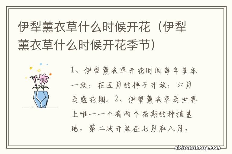 伊犁薰衣草什么时候开花季节 伊犁薰衣草什么时候开花