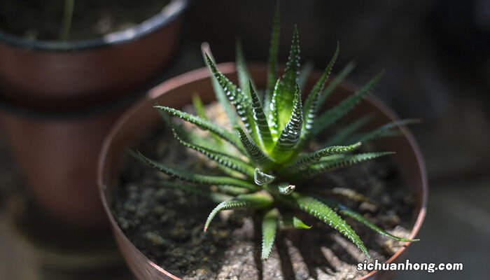 植物的哪个部位的生长素浓度较高