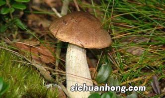 菌肝多久能炒熟