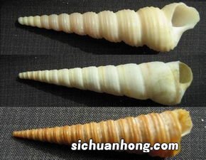 锥螺怎么做有营养价值