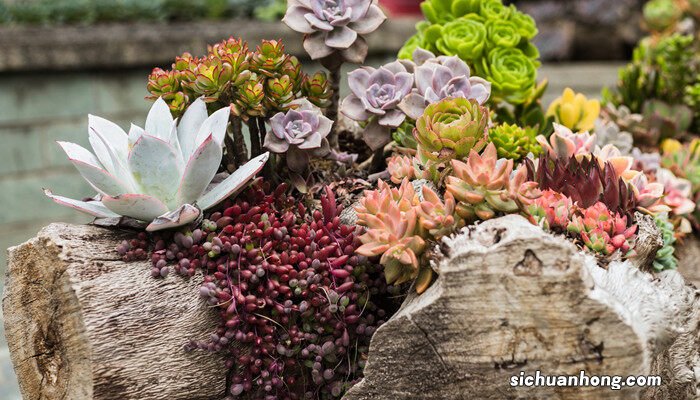 多肉植物如何种植 多肉植物种植方法