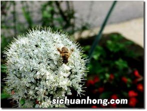 紫洋葱开花是什么样子