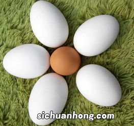 煮的鹅蛋怎么做好吃又营养价值