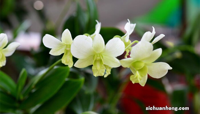 香雪兰出苗后怎么养护好 香雪兰出苗后怎么养护