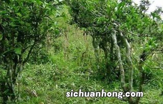 勐库母树茶有什么好