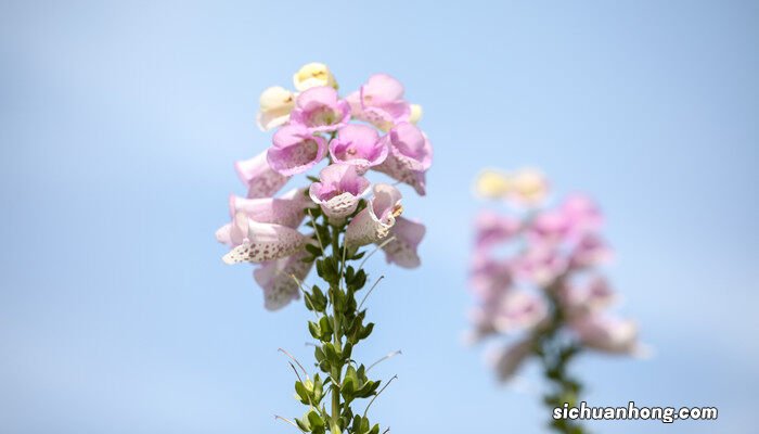 大花飞燕草是多年生还是一年生 毛地黄是多年生还是一年生