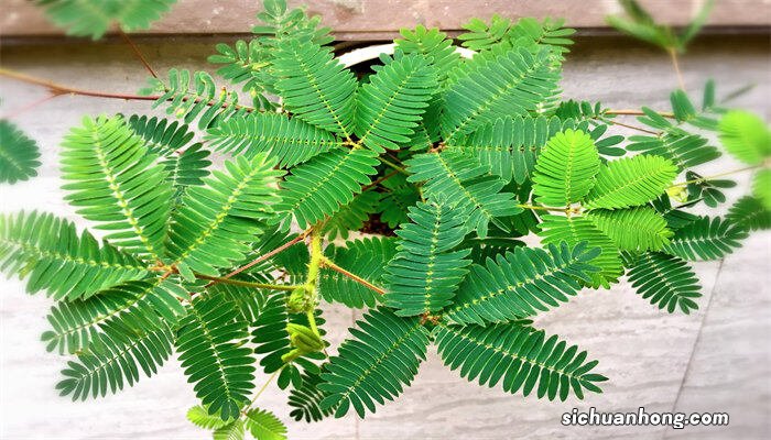 含羞草的介绍和特点 含羞草的三个特点