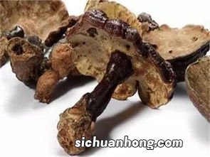 煮灵芝水可以加什么功效与作用吗