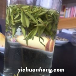 绿雪芽是什么茶