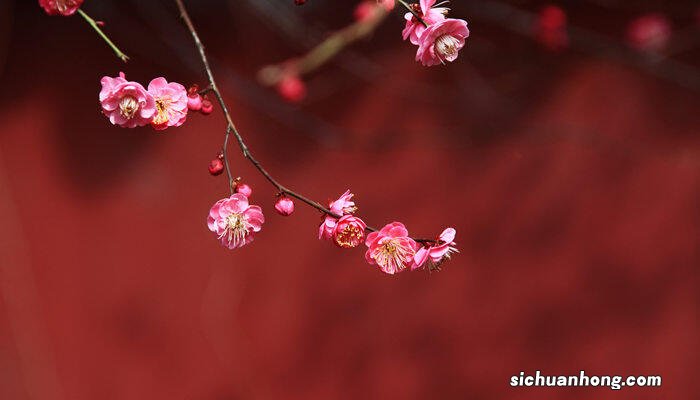 梅花长什么样子图片 梅花长什么样