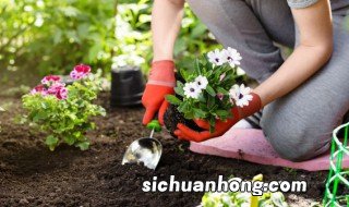 确定施肥方法应注意哪些问题 集中施肥方法及注意事项