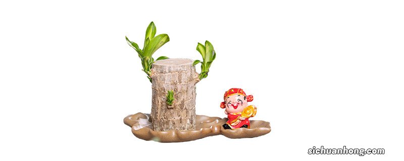 水培巴西木底部发黑怎么处理 巴西木底部发黑怎么处理